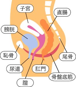 骨盤底筋。尼崎市南武庫之荘のきりん接骨鍼灸院のビジリスでトレーニング